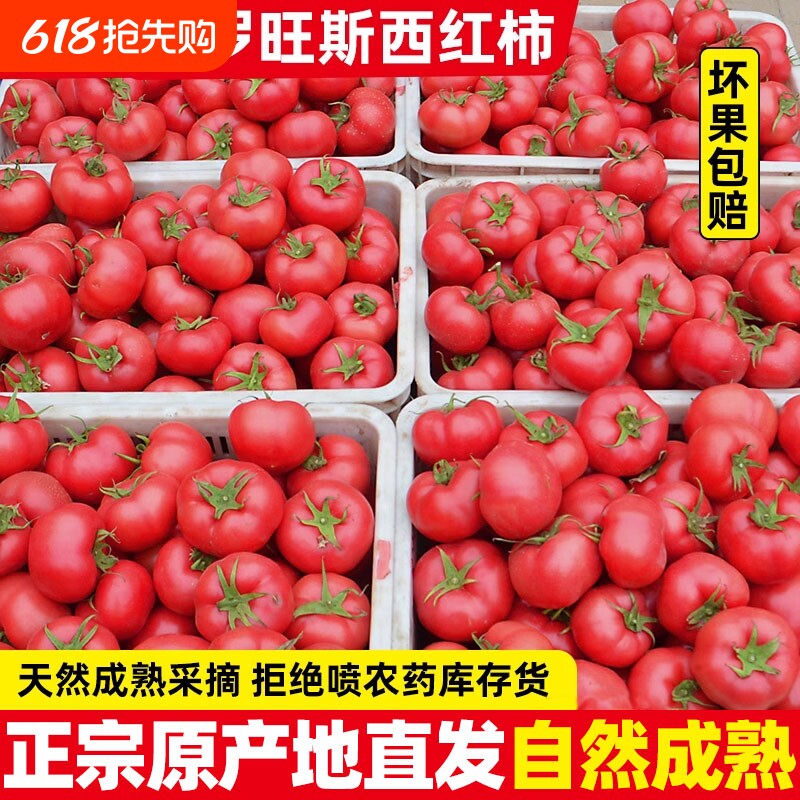 正宗自然熟沙瓤西红柿新鲜生吃水果普罗旺斯山东露天大番茄9