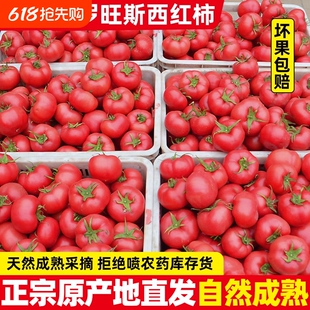 普罗旺斯4.5斤净重大西红柿