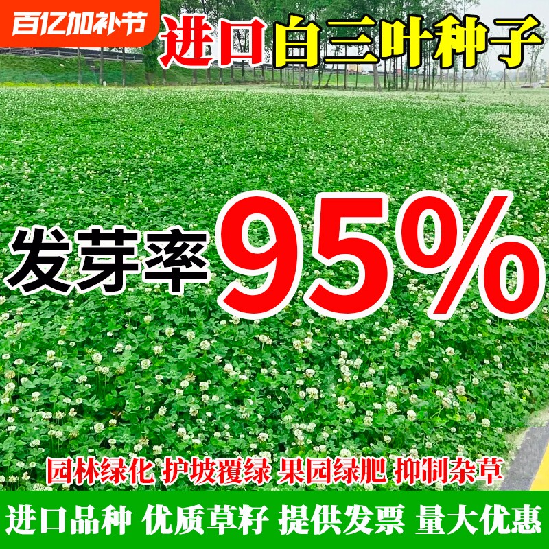 进口三叶草种子红三叶白三叶种籽幸运草四季常青耐寒绿化草坪草籽