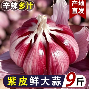 2026新紫皮大蒜新鲜大蒜头现挖湿蒜泡蒜腌蒜糖醋蒜腊八蒜红皮鲜蒜
