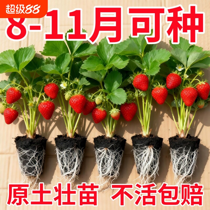 草莓苗秧四季结果盆栽种子穴盘苗奶油特大号优质批发玄玉红颜隋珠图片