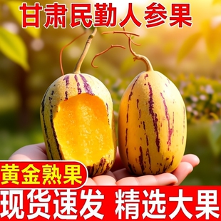沙漠水果甘肃民勤人参果黄肉大果人生果低糖应季树上熟老年人新鲜