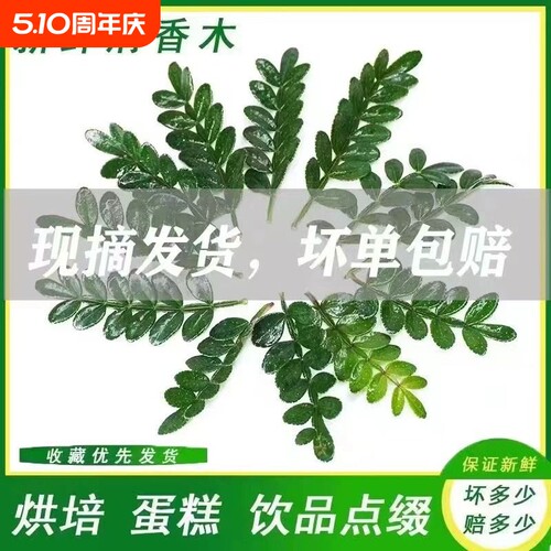 清香木胡椒木商用摆盘装饰