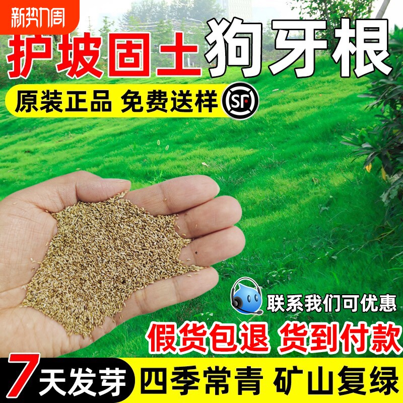 狗牙根草籽四季常青草坪耐热护坡固土矿山复绿化种子牧草种草净籽
