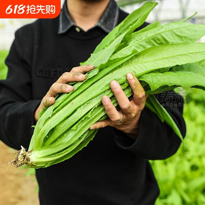 油麦菜种子四季播青菜种籽仔阳台菜籽盆栽籽种蔬菜孑春季菜种大全