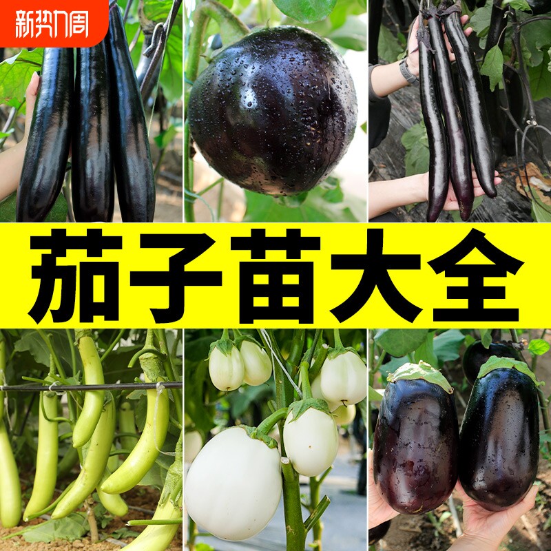 茄子苗种子大全春夏播种早熟蔬菜种籽大田高产茄子紫茄良种菜籽孑