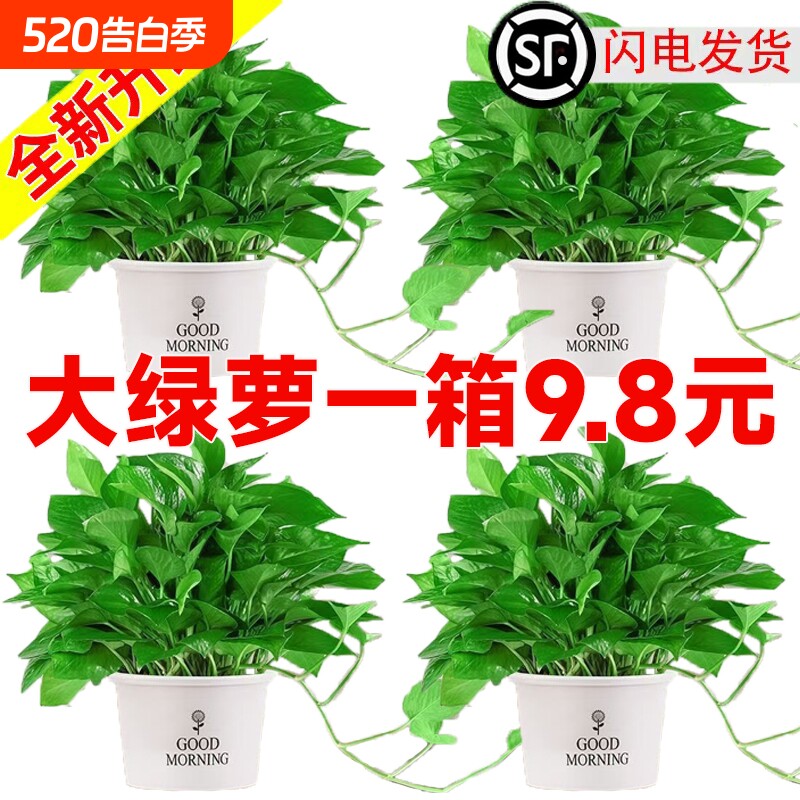 绿萝室内盆栽净化空气大叶绿萝花卉植物水培绿萝长藤绿萝批发
