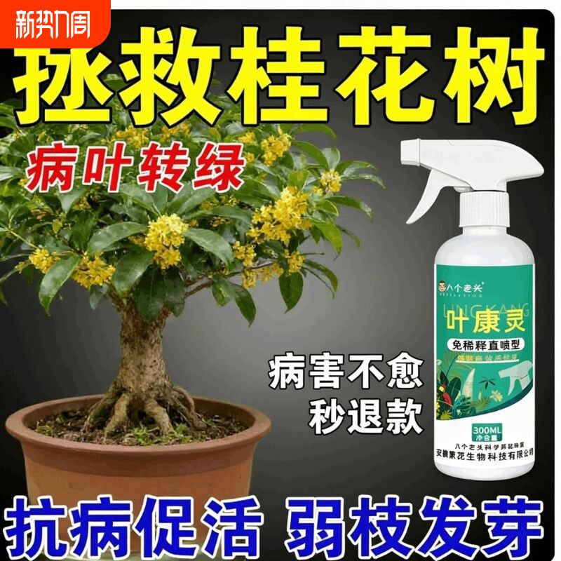 桂花树枯叶病黄叶蕉叶斑病叶尖干枯掉叶专用叶面肥料杀菌剂营养液