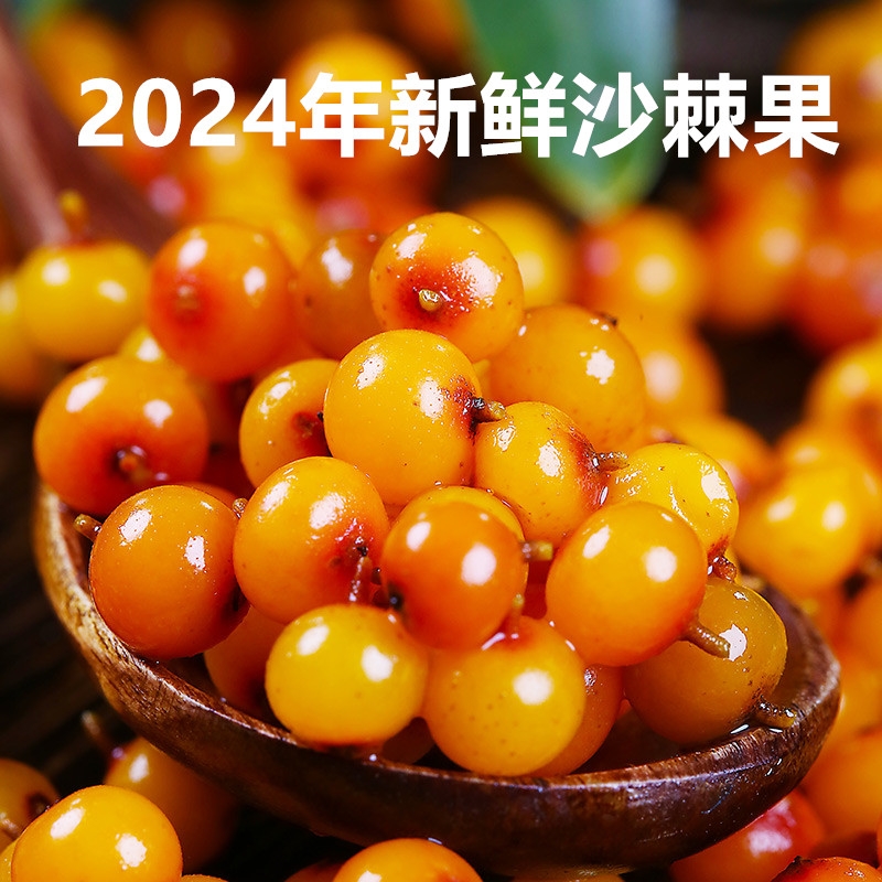 野生新鲜沙棘果20斤鲜果包邮正品吕梁特产醋柳果特级沙棘酵素榨汁
