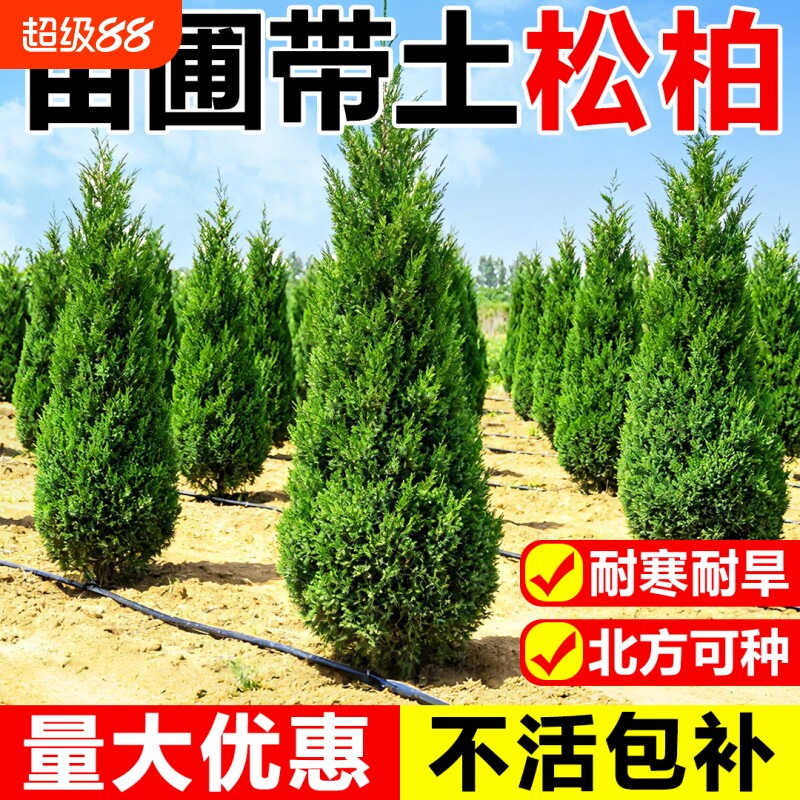 松柏树树苗桧塔柏庭院绿化行道树坟地墓前树四季常青耐寒北方龙柏图片