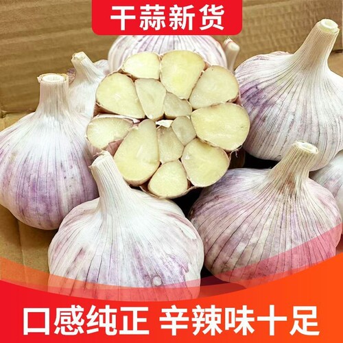 26年山东金乡紫皮大蒜头批发干蒜新鲜饱满糖醋种蒜优质产地直发