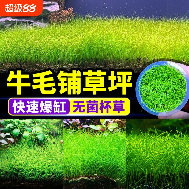 牛毛水草无菌增氧|超1000次加购图片