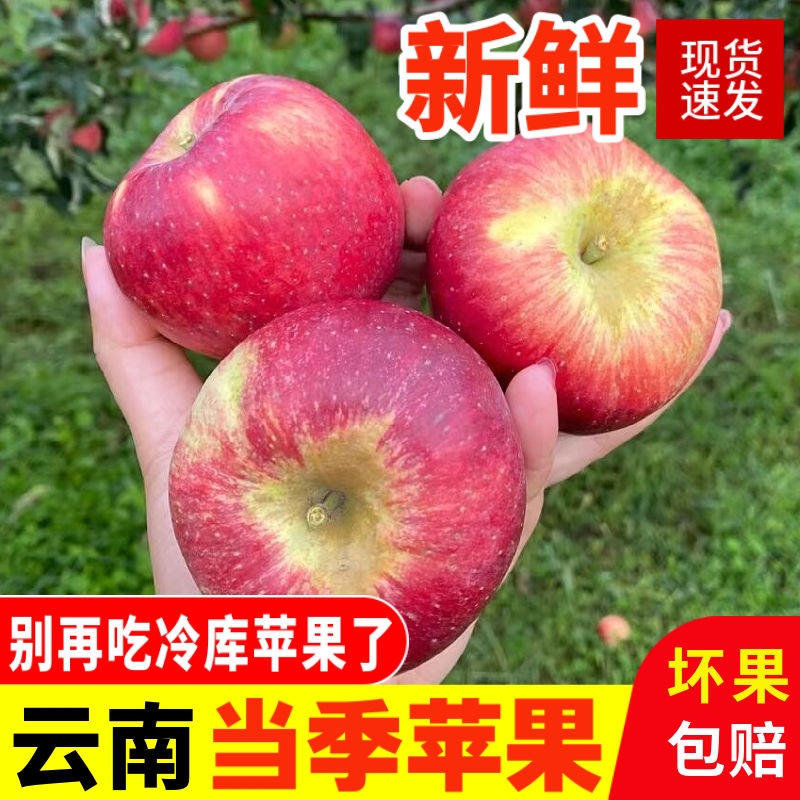 2025年现摘云南昭通丑苹果水果新鲜当季9斤富士正宗糖心苹果脆甜