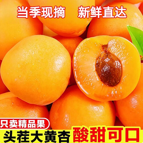 陕西大黄杏子新鲜水果5斤当季酸杏金太阳孕妇酸甜整箱批发现摘