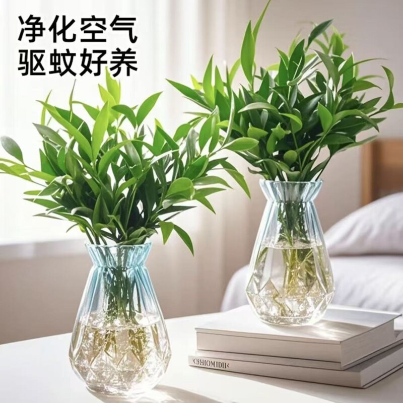 水培驱蚁竹柏水养盆栽四季常青室内桌面绿植水培花卉客厅办公好养