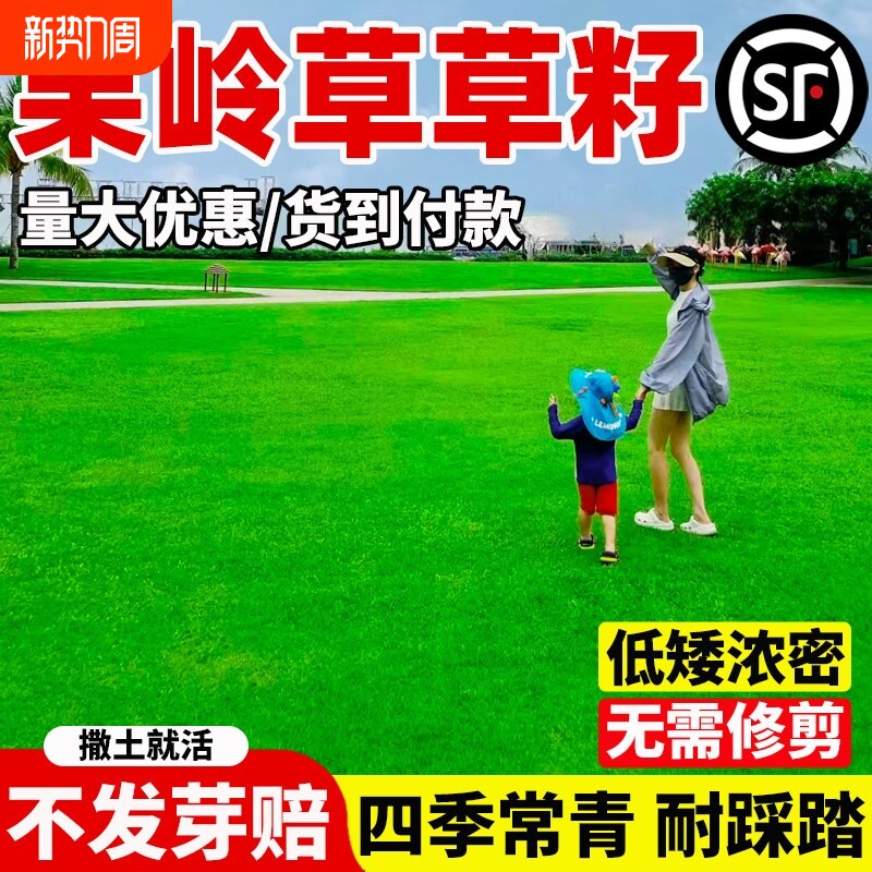 果岭草籽四季常青庭院别墅草坪草籽工程绿化矮生护坡耐寒草种子孑