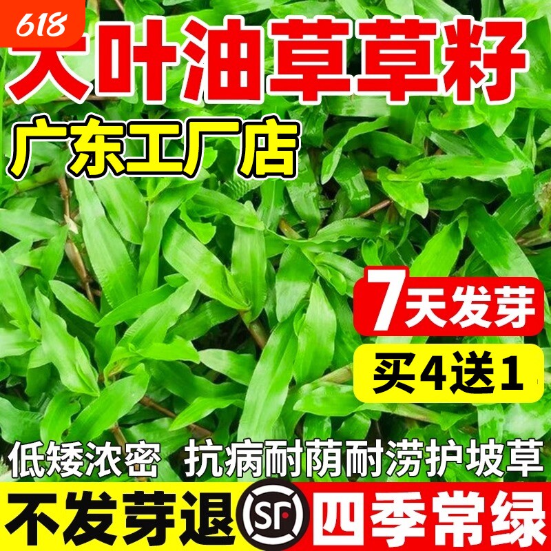 大叶油草草籽庭院绿化地毯草种籽矮化耐踩免修剪四季常青草坪种子