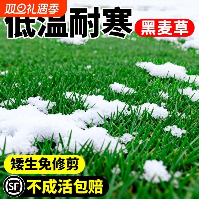 黑麦草种子四季常青绿化进口耐寒草坪草籽庭院小区护坡草皮种籽孑