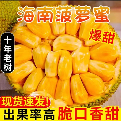 现摘海南菠萝蜜红黄肉木波萝干苞精品当季特产一整个大波罗蜜包邮