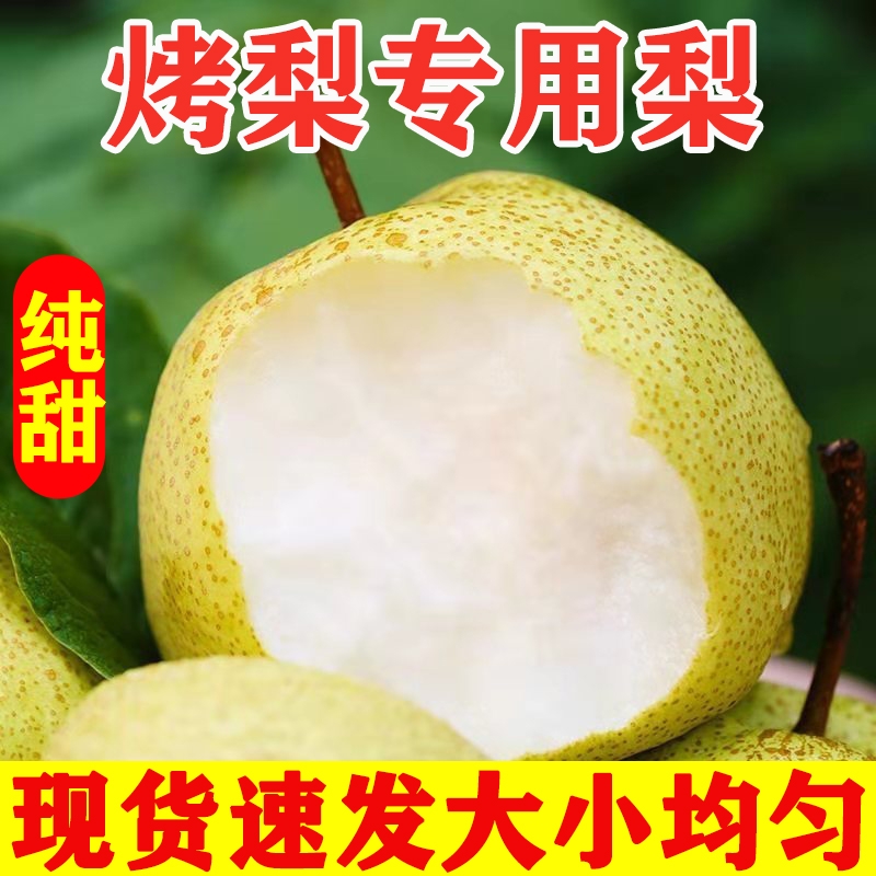 砀山香酥烤梨9斤新鲜现摘包