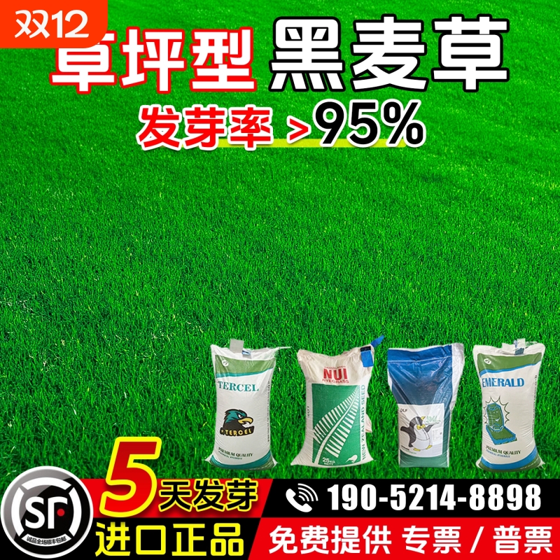 黑麦草种子进口耐寒多年生草坪草籽四季常青护坡固土工程绿化专用