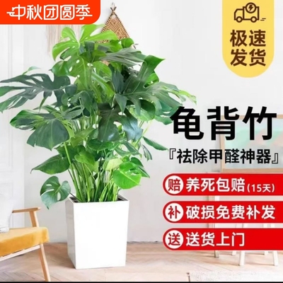 有助于净化室内空气吸收有害物质