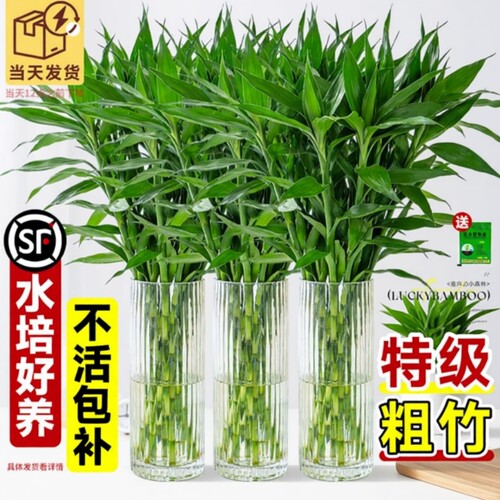 富贵竹水培植物绿植室内盆栽客厅招财粗杆带根水养节节高特级竹子