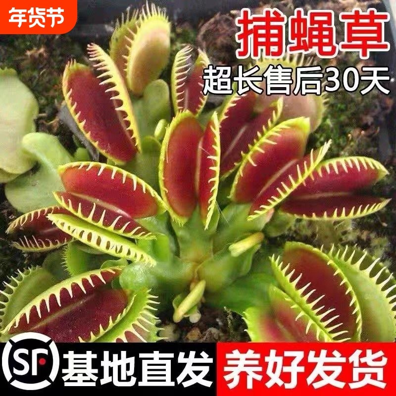 捕蝇草猪笼草食虫草多肉植物驱蚊捕蚊草食蚊草超大捕虫草趣味盆栽