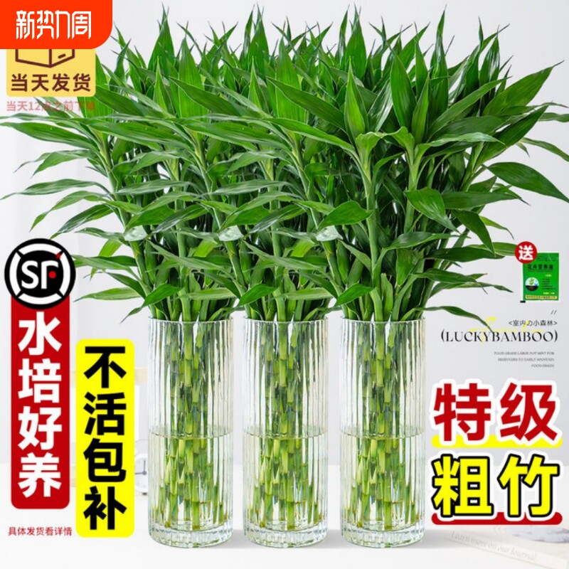 富贵竹水培植物绿植室内盆栽客厅招财粗杆带根水养节节高特级竹子