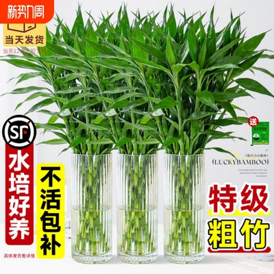 富贵竹水培植物绿植室内盆栽客厅招财粗杆带根水养节节高特级竹子