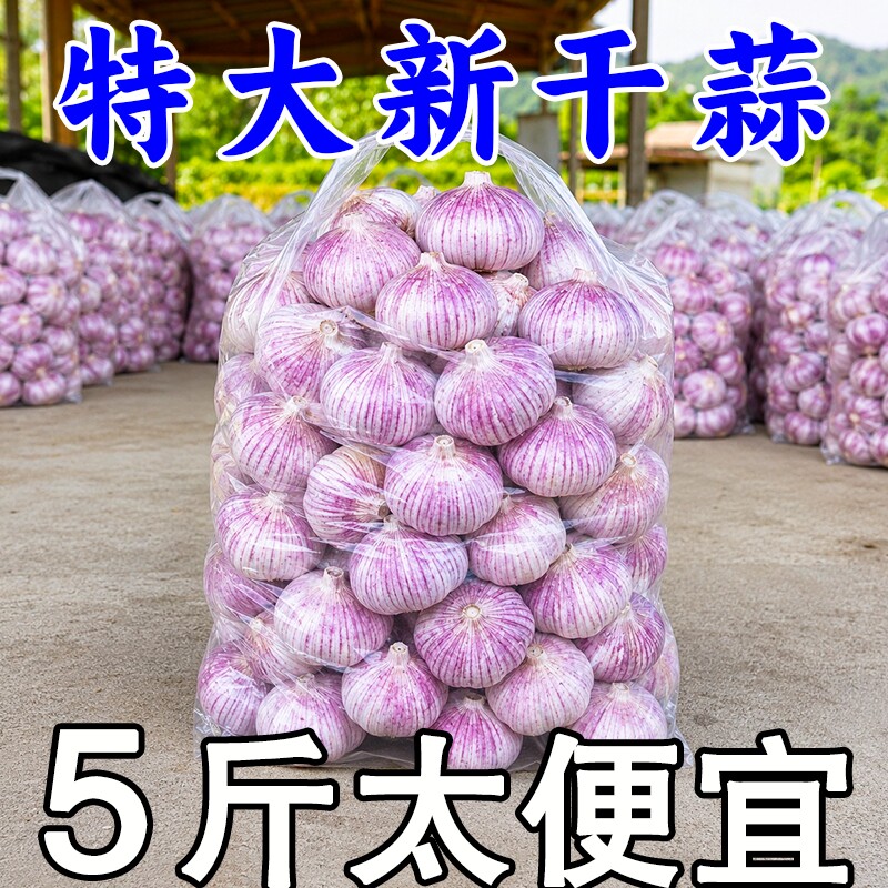 特大干蒜金乡大蒜精选特大果山东紫白皮批发新鲜大蒜头当季自种