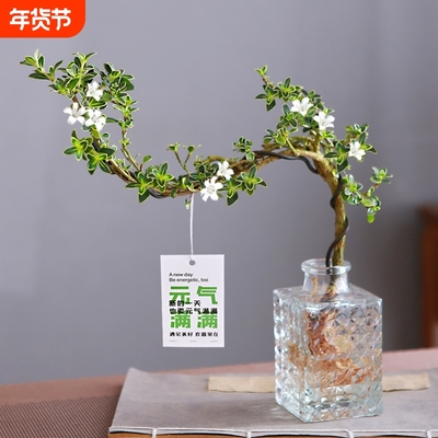 六月雪盆栽水培悬崖造型