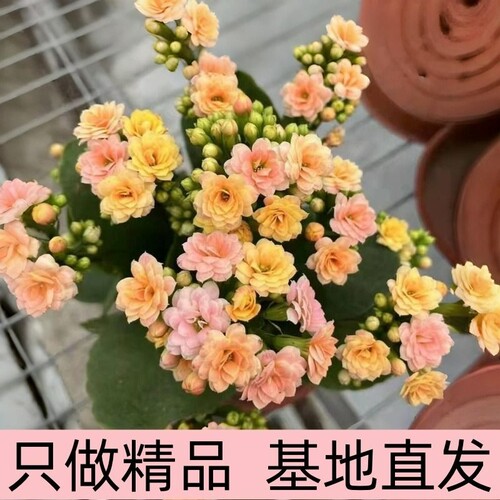 长寿花花卉室内外四季开花稀有