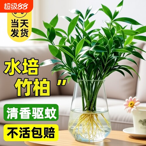 驱蚊竹柏水培植物室内水养富贵竹绿植花卉盆栽办公室四季常青客厅