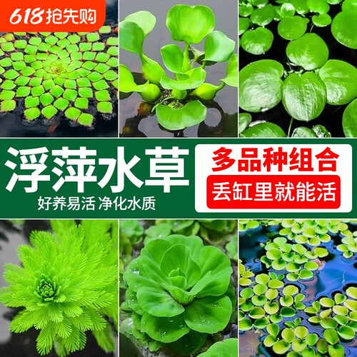 浮萍水草植物鱼缸造景水培真水草
