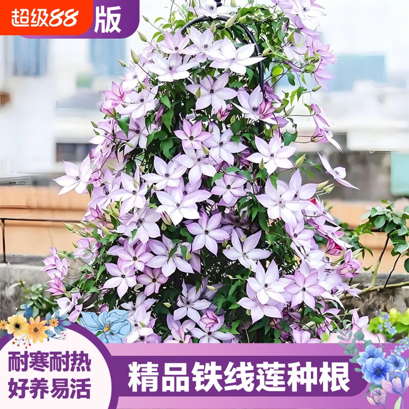 铁线莲庭院阳台盆栽花卉耐寒耐热图片