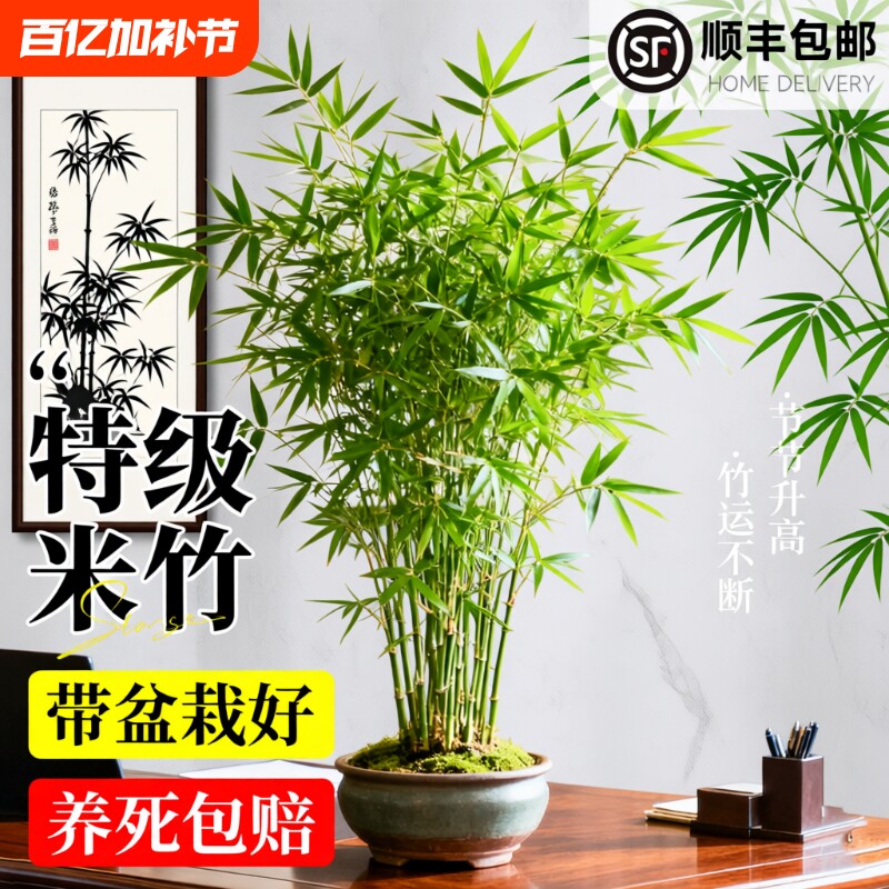 米竹盆栽凤尾竹观音竹办公室客厅绿植摆件观赏竹盆景四季常青室内