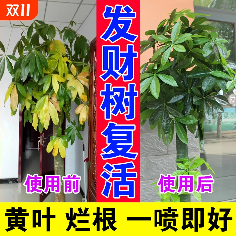 发财树专用营养液黄叶一滴绿