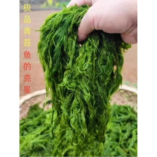 盘彻冲钓青苔饵草鱼赤尾扁鱼鲤鱼黄尾青尾细鳞军鱼饵青苔