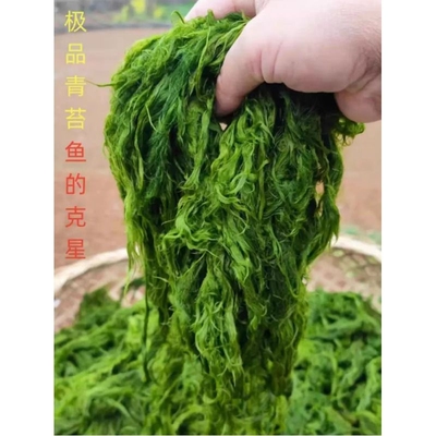 盘彻冲钓青苔饵草鱼赤尾扁鱼鲤鱼黄尾青尾细鳞军鱼饵青苔