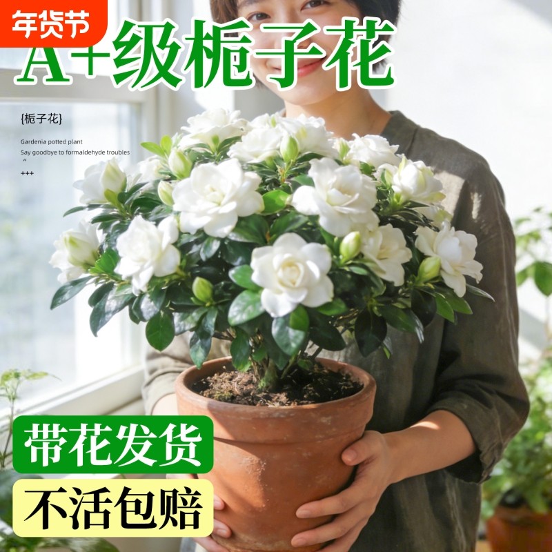 栀子花盆栽客厅绿植物四季树苗开花卉带花苞浓香型大叶独杆枝枝花,鲜花速递/花卉仿真/绿植园艺,时令草本花卉,淘宝优惠券,粉丝福利购,淘宝优惠卷