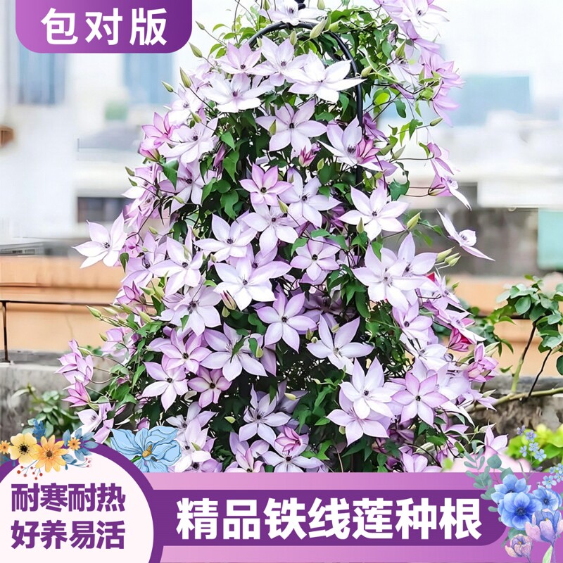 铁线莲庭院阳台盆栽花卉耐寒耐热图片