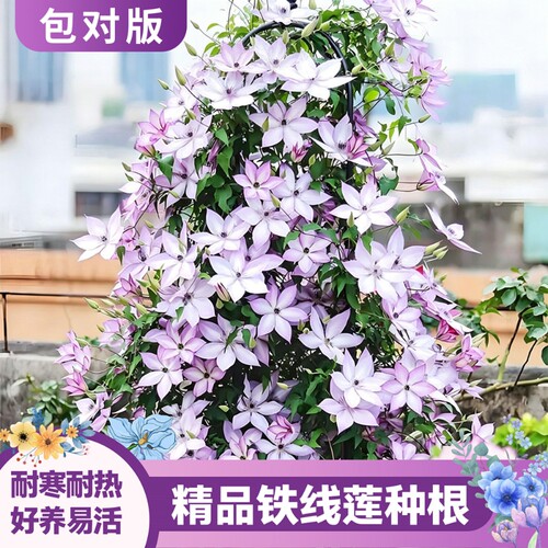 铁线莲庭院阳台盆栽花卉耐寒耐热