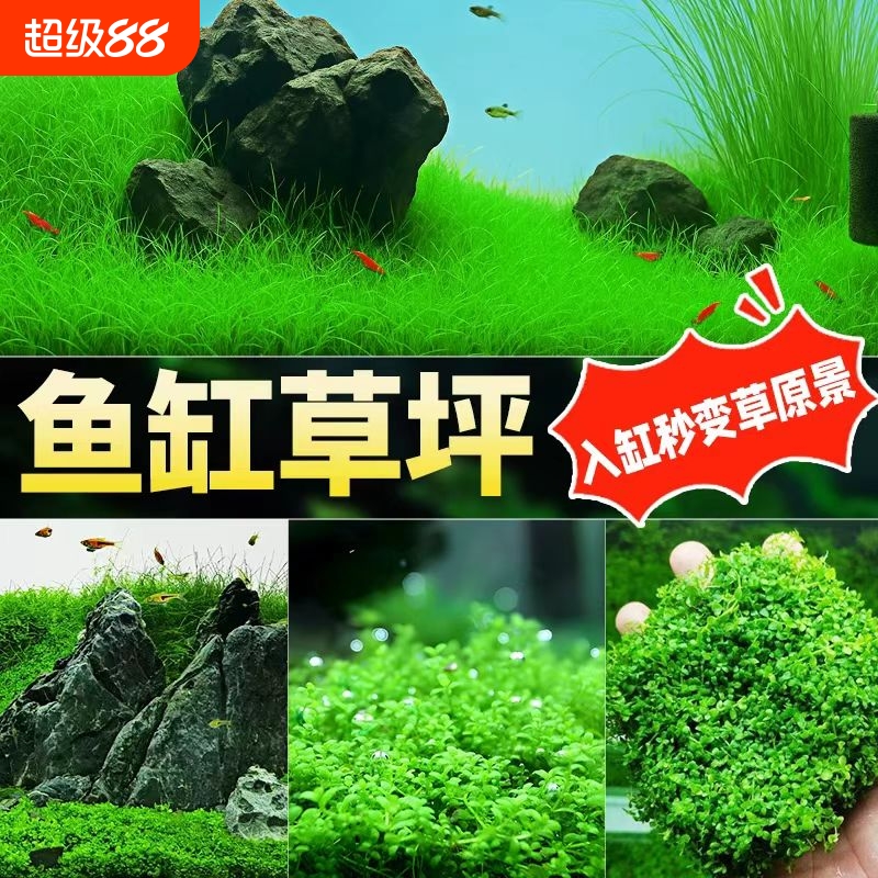 无菌杯爬地矮珍珠草趴地矮迷你水草植物鱼缸造景淡水水培增氧真草