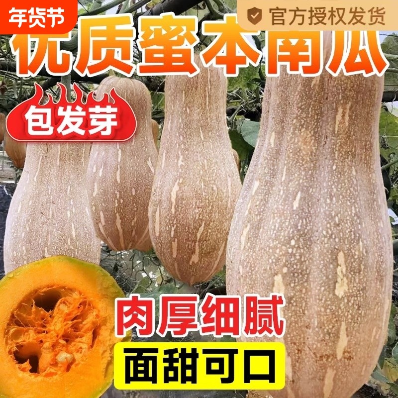 超甜蜜本南瓜种子 甜面细腻肉质面 春季秋季四季蔬菜籽大田高产孑