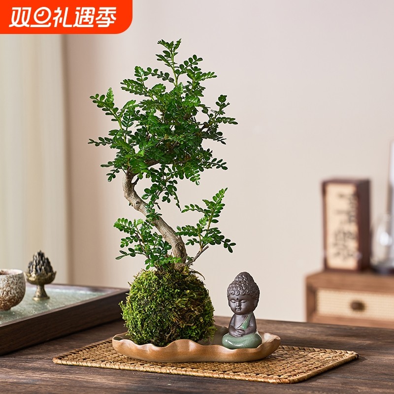 老桩清香胡椒木盆栽苔藓球水培植物室内阳台办公桌绿植四季常青
