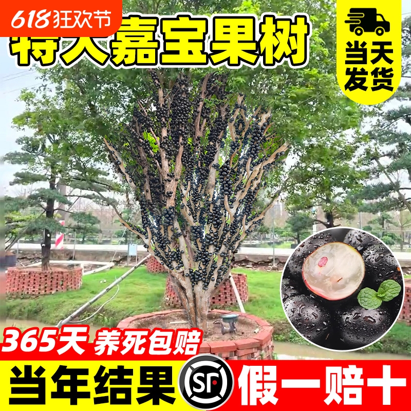正宗四季嘉宝果苗树树葡萄沙巴艾斯卡果树南北方阳台庭院种植盆栽