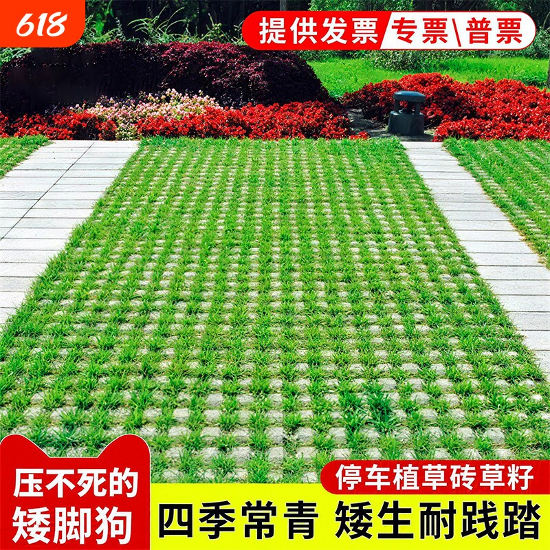 草籽草坪砖草坪种子矮脚狗免修剪草种籽植草砖庭院开花耐热播种