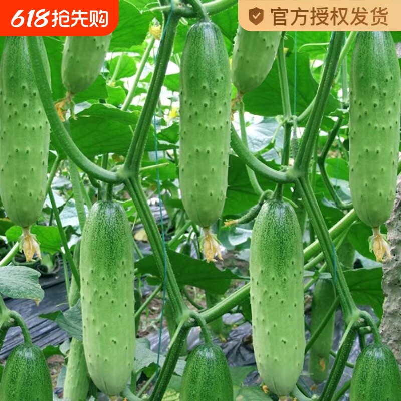 水果黄瓜种子旱黄瓜种籽青瓜籽四季盆栽阳台菜种籽蔬菜种子孑大全