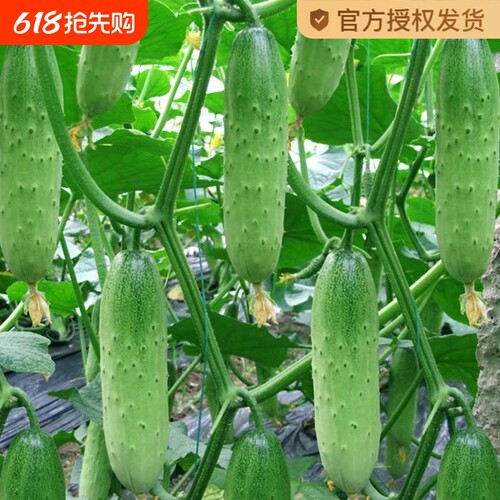 水果黄瓜种子旱黄瓜种籽青瓜籽四季盆栽阳台菜种籽蔬菜种子孑大全
